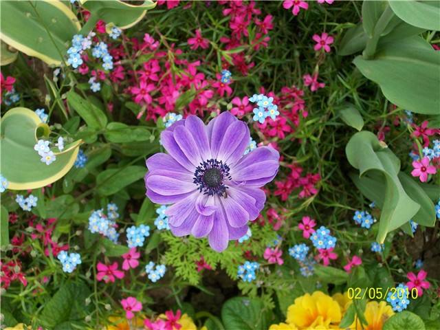 anemona, šumarica - lat. Anemone coronaria